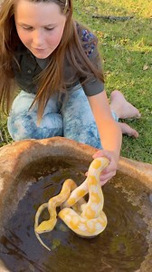 175K views · 7K reactions | I bet you can’t believe that pythons love water and simply adore taking a bath!   | Brooke.Carter | Facebook