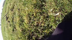 Getting further than Gary is Rosie, but to fence 4. Hop on board with Rosie Wentges. Pleased to report they were both ok and reunited to pop a hedge or two at the end (photos of tumble and later hedge hopping in comments) Thanks for sharing Rosie! | The Golden Button Challenge