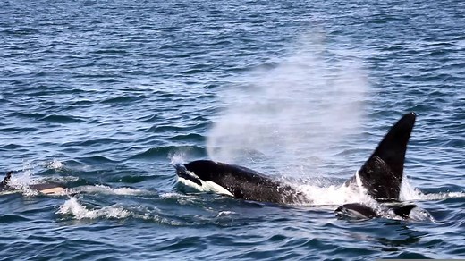 49K views · 948 reactions | "Old Thom" the orca is back in the Bay of Fundy! | Brier Island Whale and Seabird Cruises | Facebook