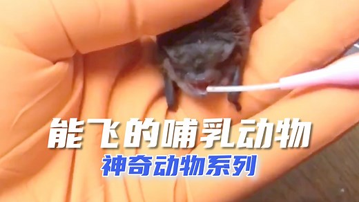 神奇动物：唯一能真正飞行的哺乳动物_哔哩哔哩_bilibili