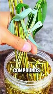 How to Make a Powerful Rooting Hormone at Home