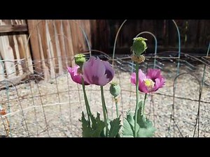 Papaver Somniferum Blooming Time-Lapse