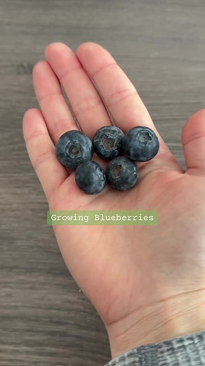 How to Grow Blueberries from Seed: A Step-by-Step Guide