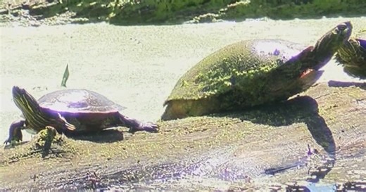 DNR proposes new rules prohibiting wild frogs and turtles as pets