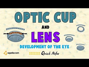 Development Of The Eye | Optic Cup and Lens | Genetics of Congenital Abnormalities