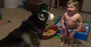 Toddler copies pet Husky’s howl in adorable video
