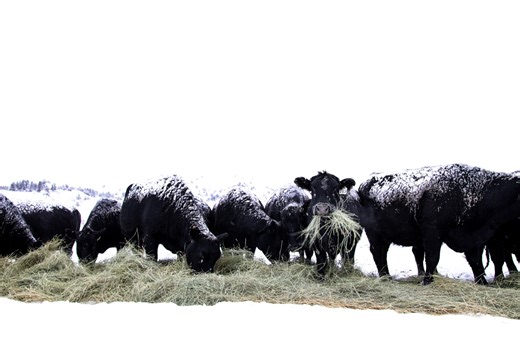 Is your feed high enough quality to keep your cattle growing and healthy?