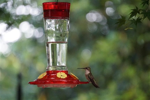 Best plants to attract hummingbirds fast this spring