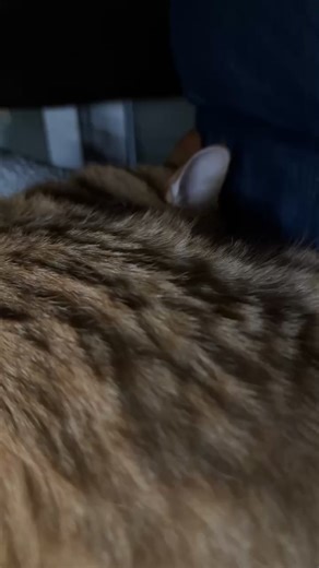 SAFE Team Rescue on Reels