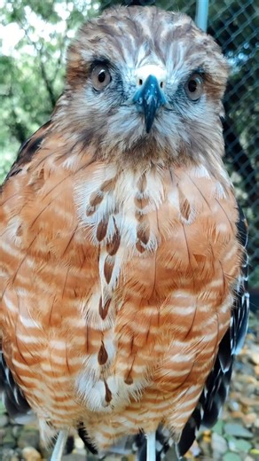 Red Shoulder Hawks: The Loud Birds of Prey