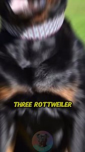 Three Rottweiler types you should know before getting one #fy #fyp #fypシ゚ #fypシ゚viralシ #foryoupage #dog #animals #bravestdog #militarydog #strongestdogs #puppy #rottweiler #rottweilerlove #schoolspirit #familyfun #handemadecraft #catbehavior #pet #doglover #PetLover #dogsofttiktok #explorepage #discovery #usa | Dog Breeds
