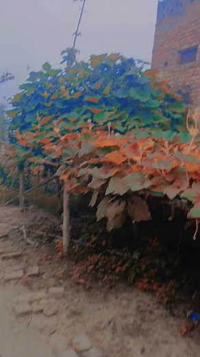 Hum pyar hai tumhare #bollywood #trending #song #viral #video #youtubeshorts