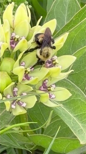 Bumble Bee on Green Milkweed 🌿🐝 Monarch Butterfly Lifeline