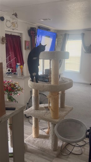 We Cleaned the House… and the Cat Took It Personally 😹🐾
