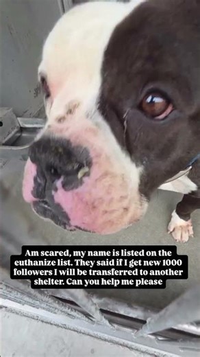 #donate #cat #foodbank