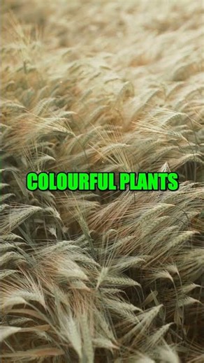 3 Incredible Facts About The World'S Strangest Insects That Will Curiosity You! #Shorts