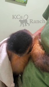 7.8K views · 331 reactions | Bath time with Jess #tufted #monkey #primate #primatelife #baby #capuchin #blackcap #momtobe #mygirl | KCs Ranch | Facebook