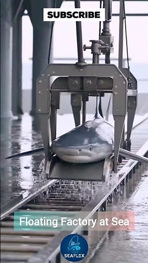 Inside a Massive Shark Processing Factory Ship | Industrial Seafood Processing #sharkliver