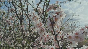 planting almond trees with white and pink flowers in a plantation