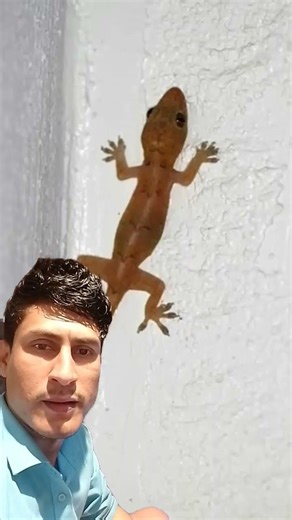 Cute Lizard Sound | #lizard #shorts #টিকটিকি