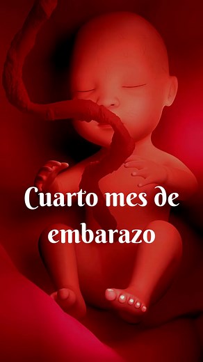 Cuarto mes de embrazo | Embarazo bebés y maternidad