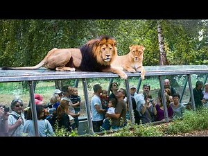Thoiry : le Zoo qui ne ressemble à aucun autre