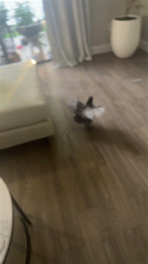 Blacky’s first time walking around inside of the house