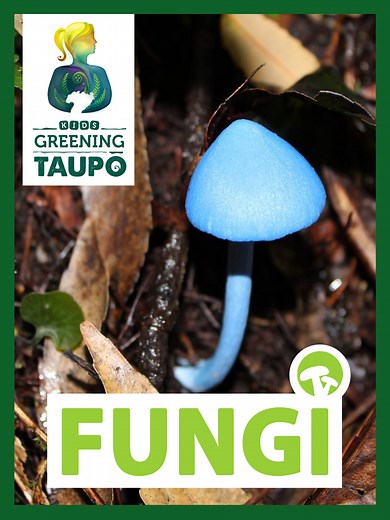 Funky Fungi of Aotearoa — Kids Greening Taupō | Learning Through Nature
