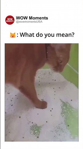 🐱 : What do you mean?