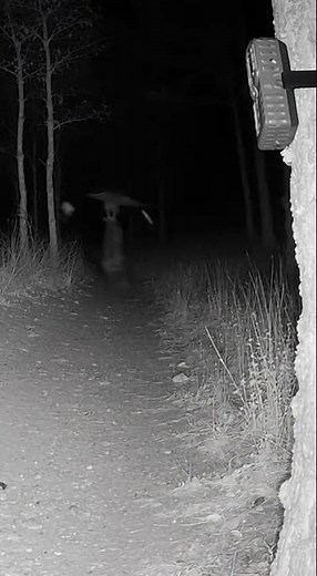 Hawk Drops Hard—Grabs a Hare in a Cloud of Dust 🦅⚡🐇