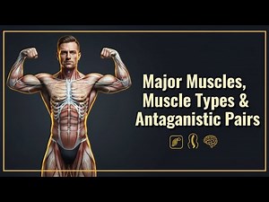 Muscular System: Major Muscles, Muscle Types & Antagonistic Pairs | Subjects Simplified