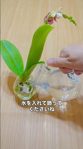 ＼水だけで育つ新しい胡蝶蘭✨／Aqua Orchid（アクアオーキッド）