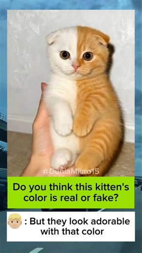 do you think this kitten's color is real or fake ? #shorts #short #cat #catvideos #cats