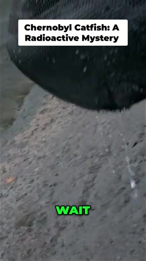 Fisherman's Chernobyl catch reveals shocking truth about radiation & wildlife. Nature's price for progress? #Chernobyl #Catfish #Fishing #Wildlife #Radiation