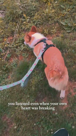 loving our puppies and fostering hope #corgi #puppy #dogshorts #pets