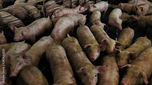 Close Up of Manure-Covered Pigs Inside an Industrial Pig Barn