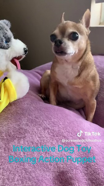 Interactive Dog Toy with Boxing Action for Pets