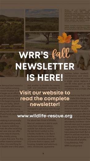 1K views · 11 reactions | WRR’s Fall Newsletter is here!  李 Step inside stories of rescue, reflection, and the ongoing work of Wildlife Rescue & Rehabilitation.  Read it online now: https://www.wildlife-rescue.org/wp-content/uploads/2025/10/WRR-NL3_FIN-web.pdf #WRRTX #WildlifeRescueandRehabilitation #WildlifeRescue #WRR #Kendalia #AnimalSanctuary | Wildlife Rescue & Rehabilitation, Inc. | Facebook