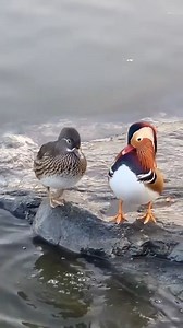 3.4K views · 58 reactions | The mandarin duck is known as a symbol of love and fidelity in some cultures. Watch this adorable pair and see why! | Metalbird USA | Facebook