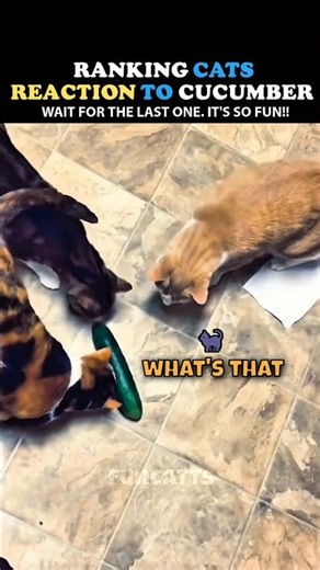 Ranking Cat Reactions to Cucumbers... This Gets WILD 🥒😹