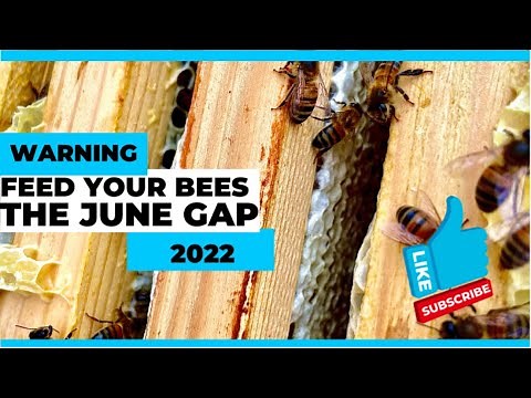 FEED YOUR BEES NOW - THE JUNE GAP