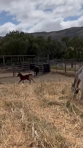 169K views · 48K reactions | Happy #FoalFriday! Here’s a look at...