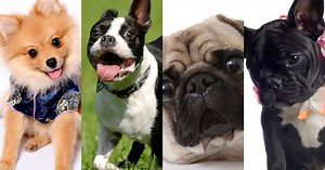 Saiba quais são novas raças de cães queridinhas das madames