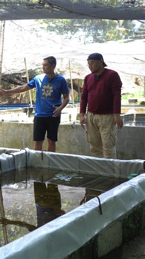 Molly Concrete Pond Setup #AgreeSaAgri #aquaculture #reels #fypviralシ #ornametalfish #foryourpageシ | Agree sa Agri