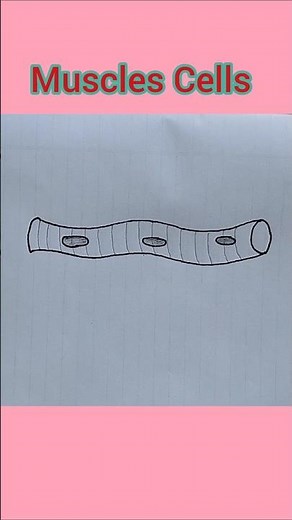 How To Draw Muscles Cell Diagram Step by Step|| Muscle Cell || Cells Diagram #shorts #drawing #trend