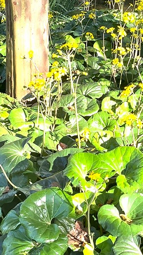 Known as 🚜 tractor seat or 🐆 leopard plant, feast your eyes on Farfugium japonicum in the Spectacle Garden at #romastreetparkland #tractorseatplant #tractorseat #leopardplant #farfugiumjaponicum | Roma Street Parkland
