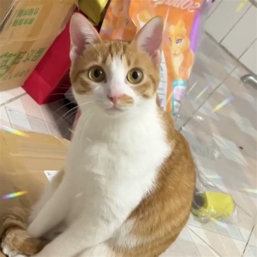 Daily Life of Adorable Pets: Cutest Moments Unleashed