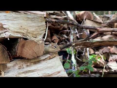 Chipmunk Warning Sounds (September 21, 2025)