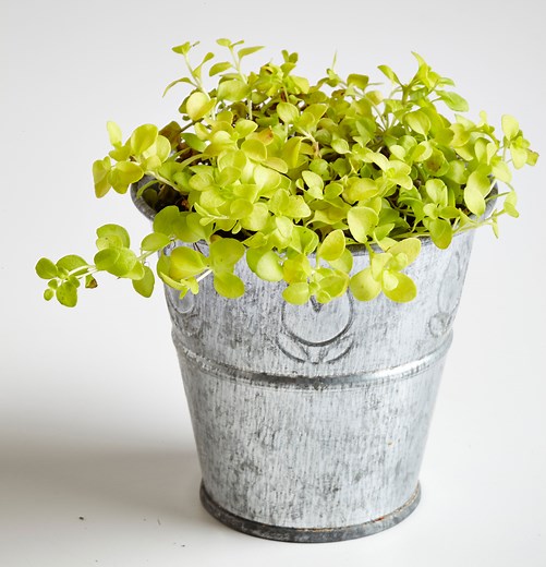 21 Fairy Garden Plants Perfect for Creating a Magical Miniature Landscape