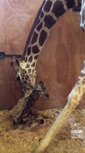 Kitoto Welcomes a Healthy Giraffe Calf at Perth Zoo